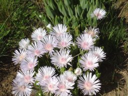 Delosperma
